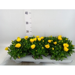 Osteospermum  'Margarita Yellow'