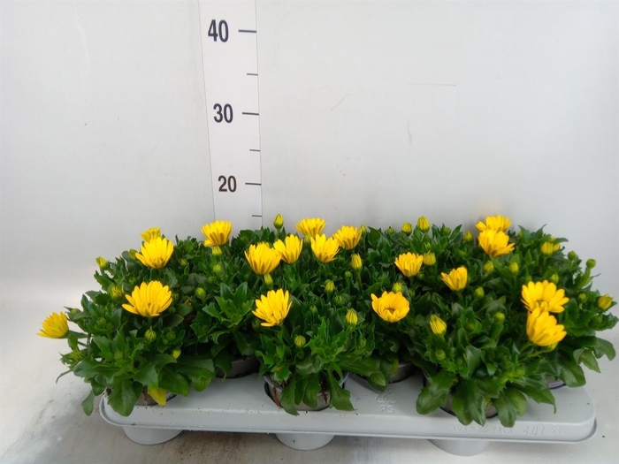 <h4>Osteospermum 'Margarita Yellow'</h4>