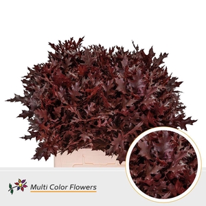 Quercus palustris ..colored H%