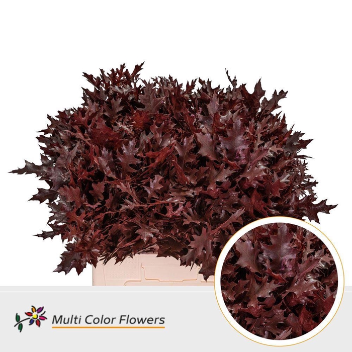 <h4>Quercus palustris ..colored H%</h4>