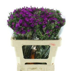 Di Barb Amazon Purple Super