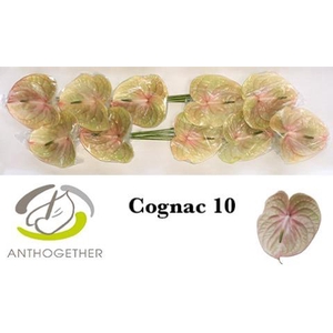 Anthurium Cognac