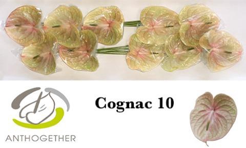 <h4>Anthurium Cognac</h4>