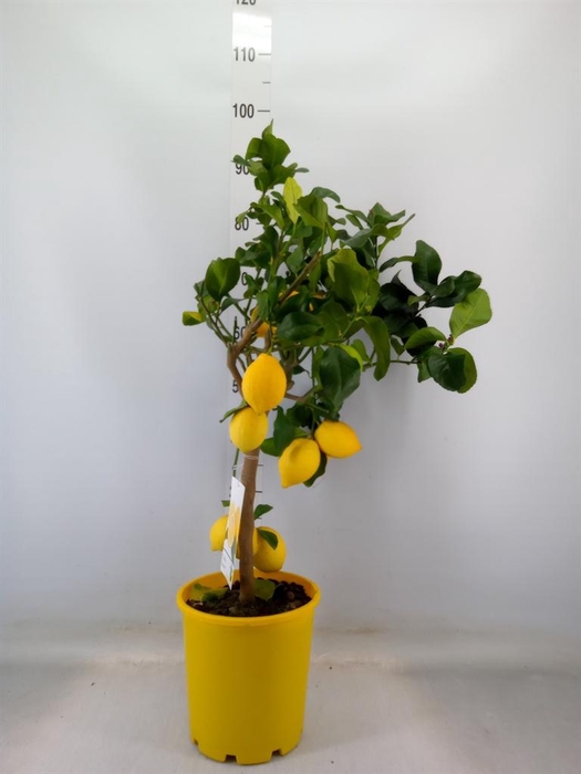 <h4>Citrus   ...</h4>