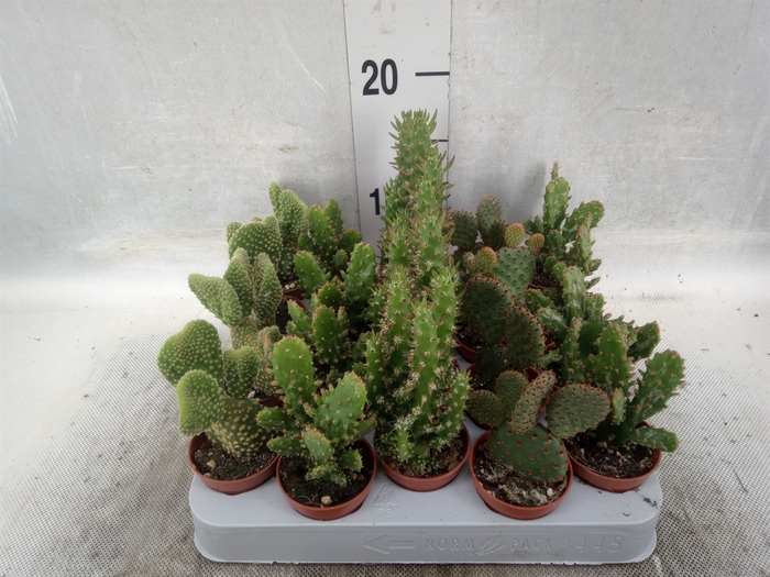 <h4>Opuntia</h4>