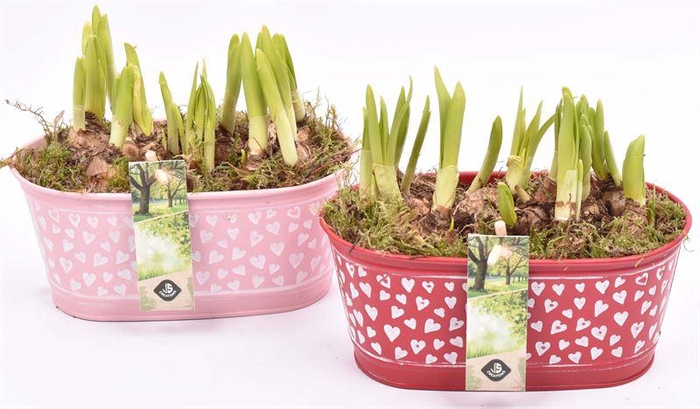 <h4>Zink ovaal hart decor 18x10cm</h4>