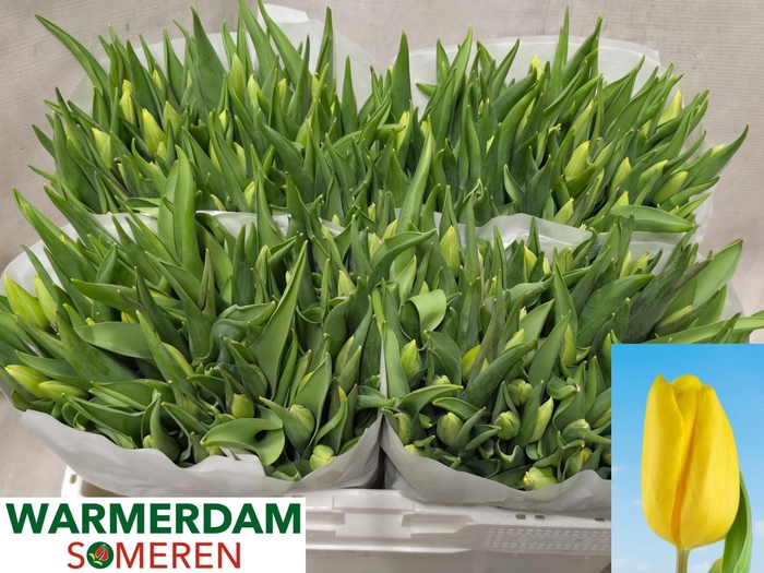 <h4>TU EN STRONG GOLD</h4>