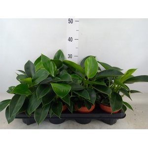 Philodendron  'Green Princess'