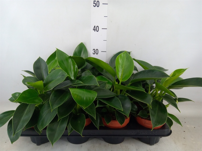 <h4>Philodendron  'Green Princess'</h4>