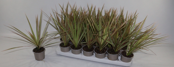 <h4>DRA MARG BICOLOR</h4>