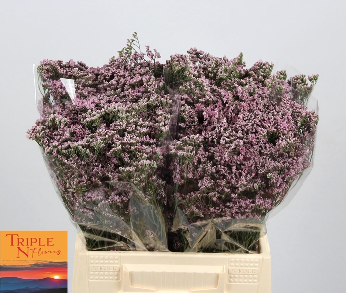 <h4>LIM SAF OSHI PINK</h4>