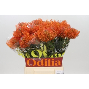 Nutans Ayoba Mandarin Zest