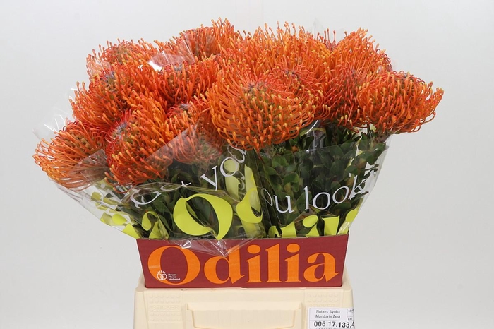 <h4>Nutans Ayoba Mandarin Zest</h4>