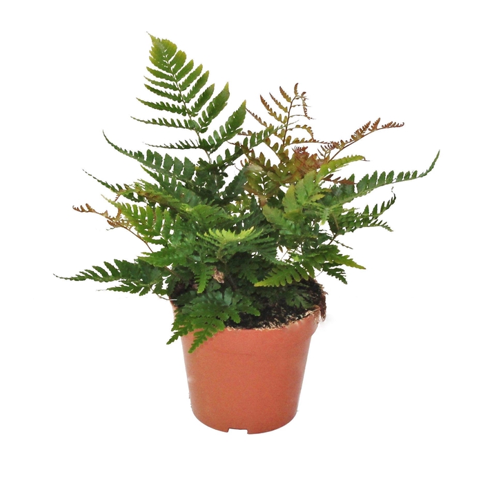 <h4>Dryopteris Erythrosora 'Prolifica' (Winterhard)</h4>