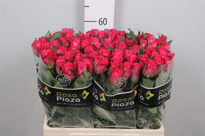 <h4>R Gr Orchestra</h4>