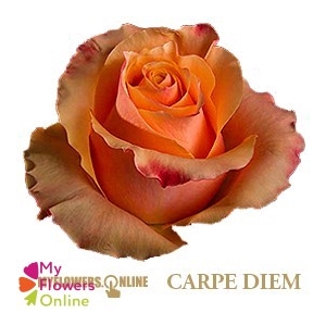 R Gr Carpe Diem+ Bicolor 50cm EC