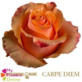 R Gr Carpe Diem+ Bicolor 50cm EC
