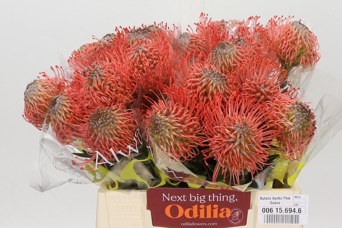 <h4>Nutans Ayoba Pink Guava</h4>