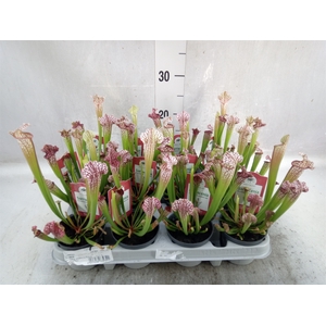 Sarracenia   ...