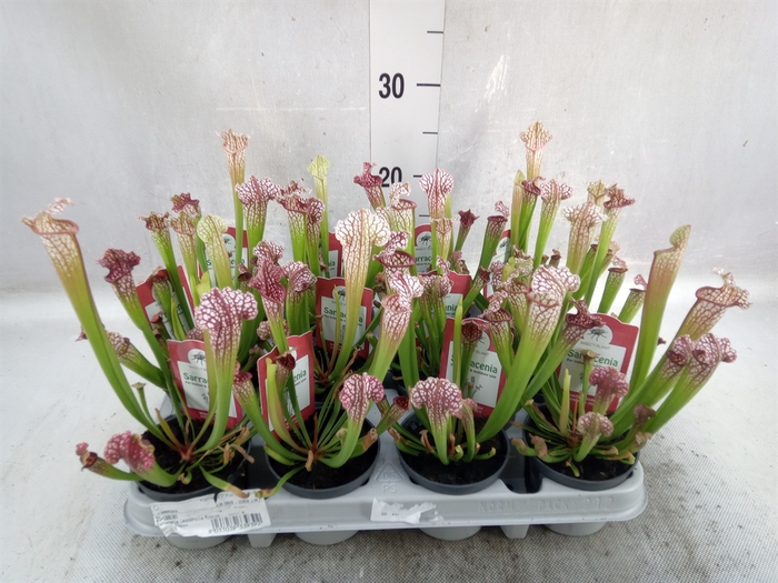 <h4>Sarracenia   ...</h4>