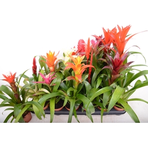 BROMELIA GEM 15 SRT