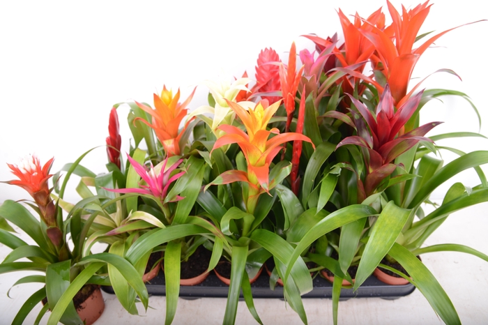 <h4>BROMELIA GEM 15 SRT</h4>