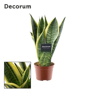 Sansevieria Futura Superba 2 PP (Decorum)