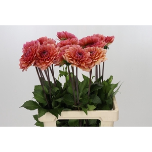 Dahlia Salmon Runner