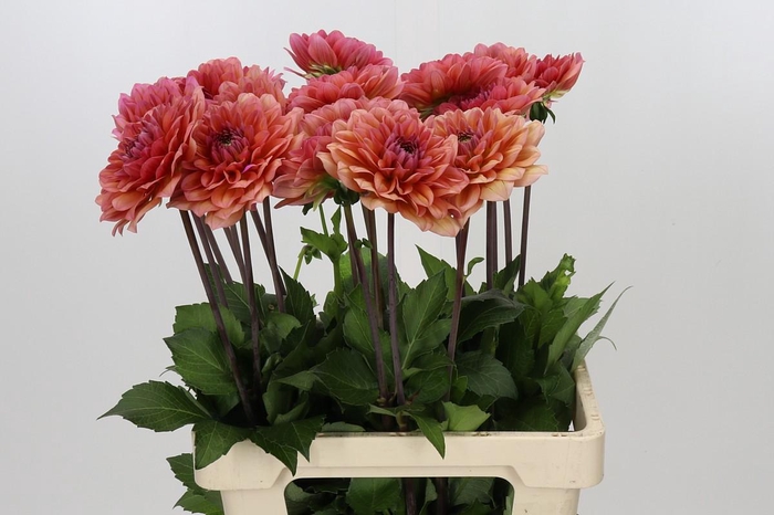 <h4>Dahlia Salmon Runner</h4>