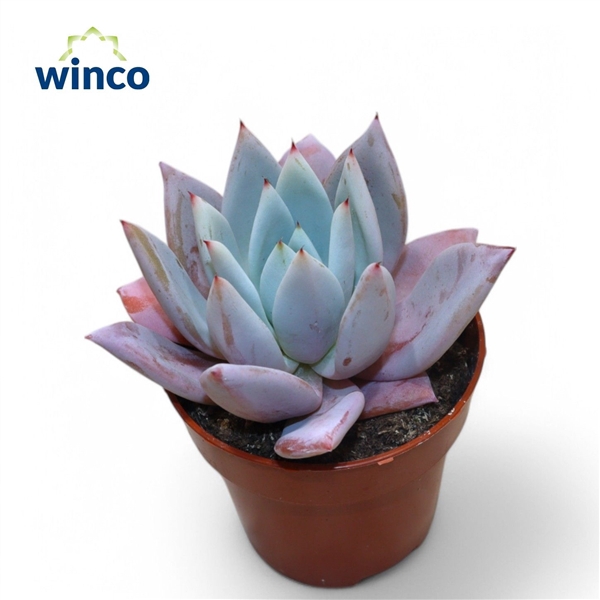 <h4>Echeveria Mexican Giant</h4>