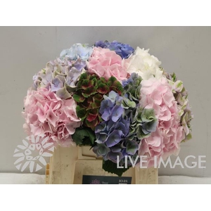 Hydrangea mix in bucket