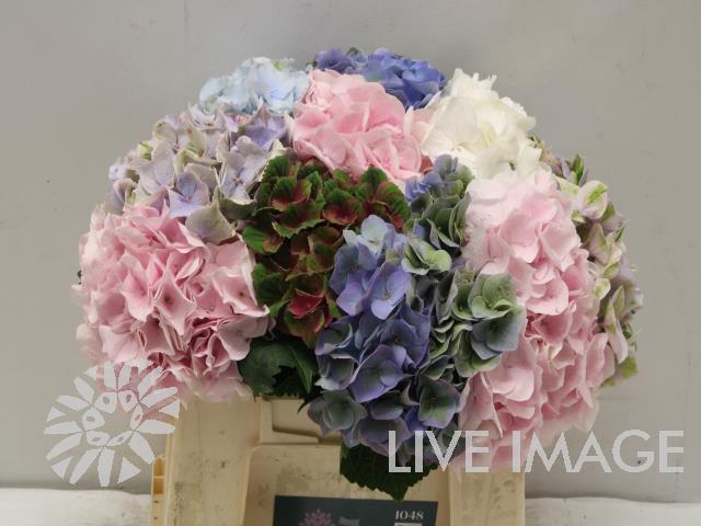 <h4>Hydrangea mix in bucket</h4>