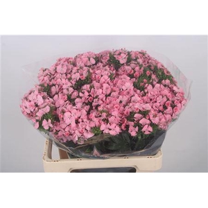 Di Barb Breanthus Earl Pale Pink