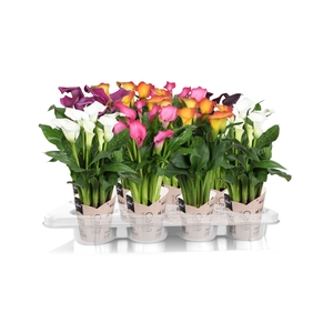 Zantedeschia gemengd SoHappyCalla mix met bruine gift potcover