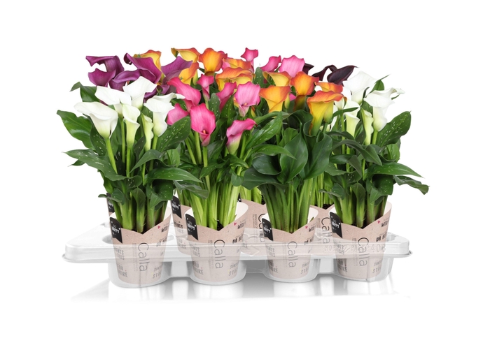 <h4>Zantedeschia gemengd SoHappyCalla mix met bruine gift potcover</h4>