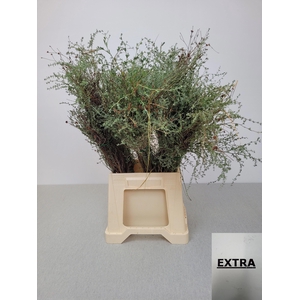 THYMUS CAPITATUS BS