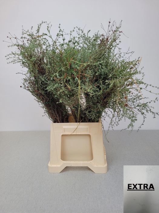 <h4>THYMUS CAPITATUS BS</h4>