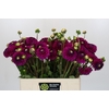 Dahlia Cryfield Harmony
