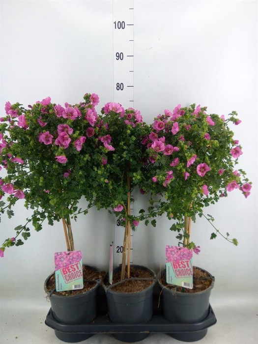 <h4>Anisodontea capensis 'Elega Prince'</h4>