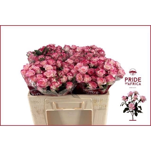 Rosa spray reflex