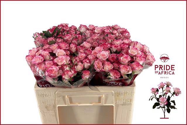 <h4>Rosa spray reflex</h4>