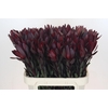 Leucadendron Saf Sunset Dark R.