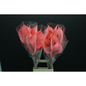 Anthurium Xavia