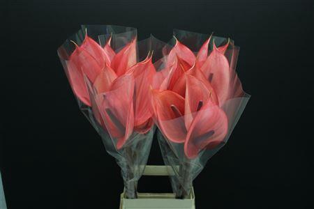 <h4>Anthurium Xavia</h4>
