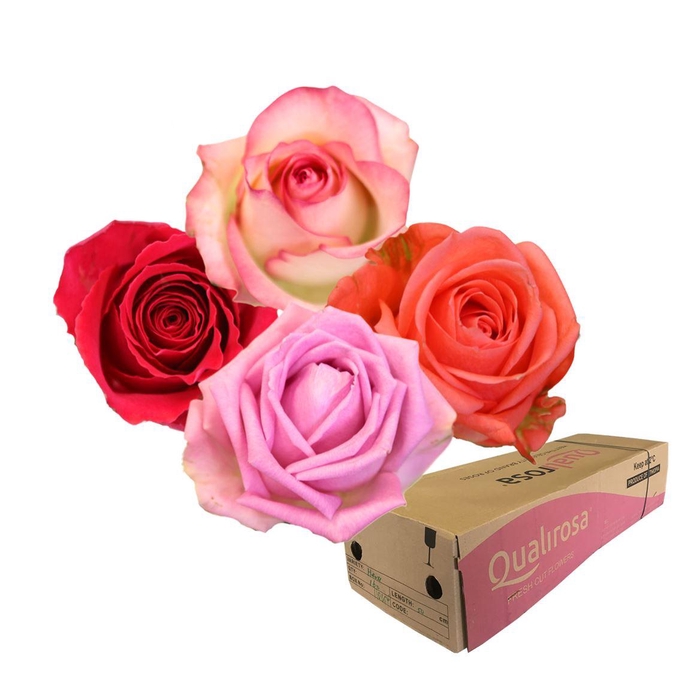 <h4>R GR Mix Pink Panther -in box</h4>