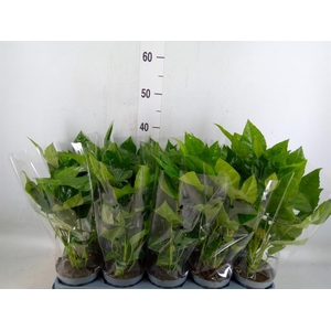 Fatsia japonica   ...