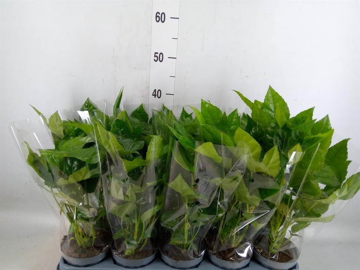 Fatsia japonica   ...