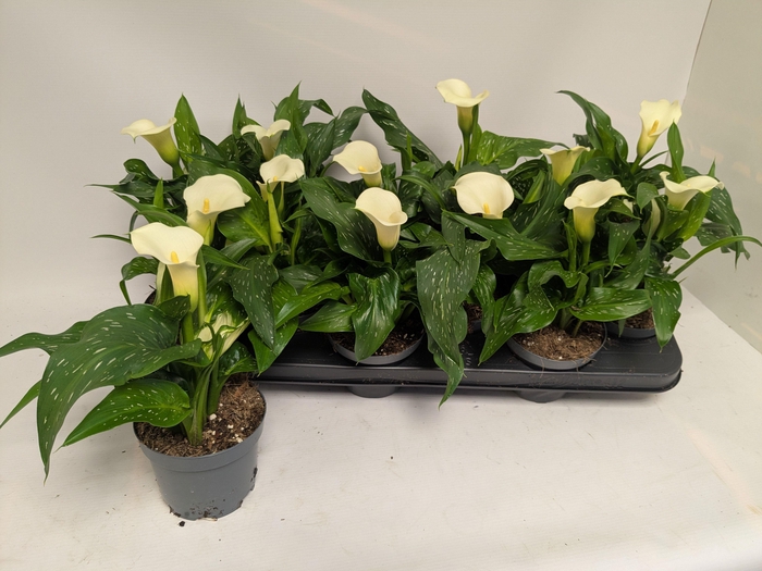 <h4>ZANT CAPT FRESCO</h4>