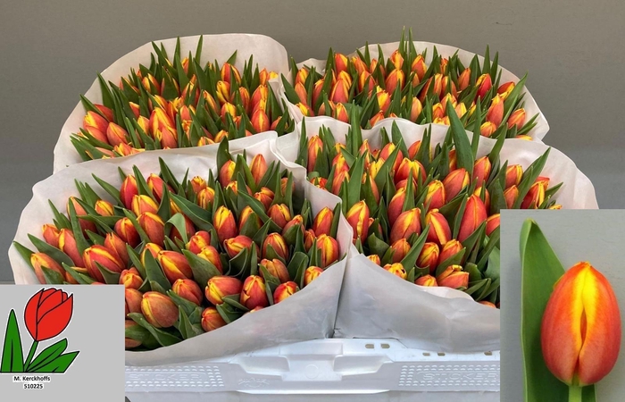 <h4>TU EN DOW JONES</h4>