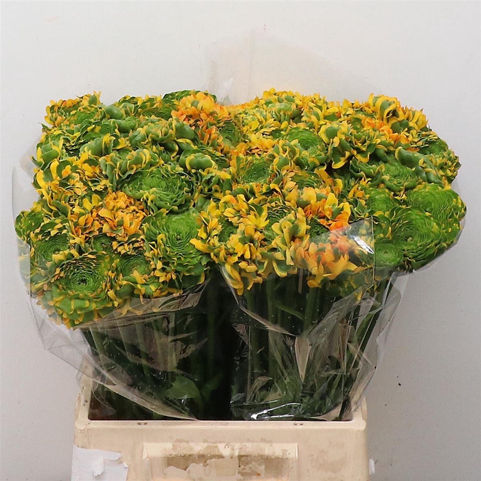 <h4>Ran Ponpon Merlino Orange Extra</h4>